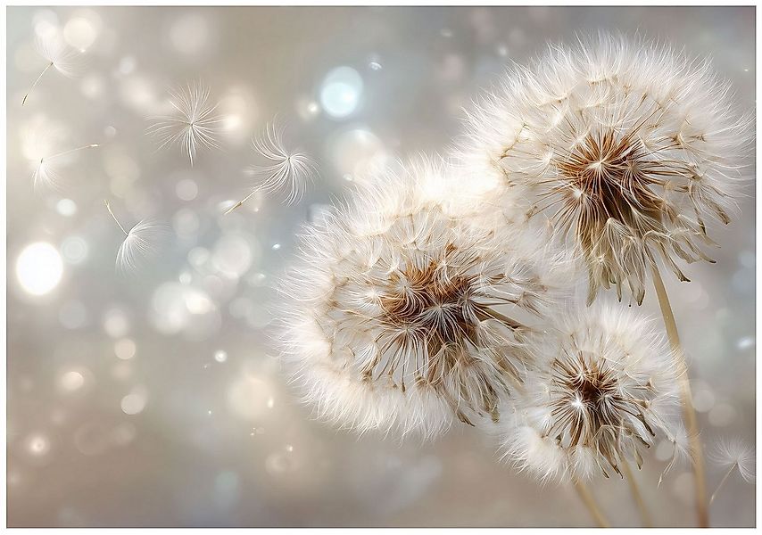 Wallarena Fototapete Pusteblumen Grau Natur Vlies Tapete Wohnzimmer Schlafz günstig online kaufen