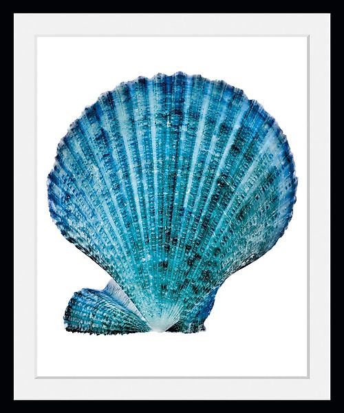 queence Bild »Kain«, Meer-Wassertiere-Kunst-Foto, (1 St.), HD Premium Poste günstig online kaufen
