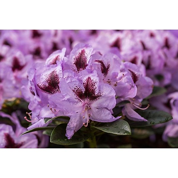 Rhododendron Hybr. Metallica Rhododendron 40–50 cm günstig online kaufen