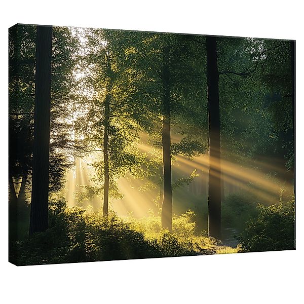 Wallarena Leinwandbild Wald Natur Sonne Landschaft günstig online kaufen