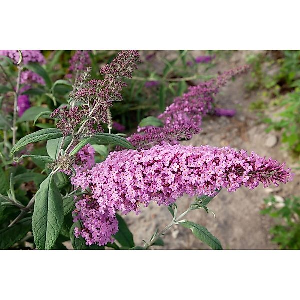 Buddleja Davidii Schmetterlingsstrauch 'Nike' 60-80 cm günstig online kaufen