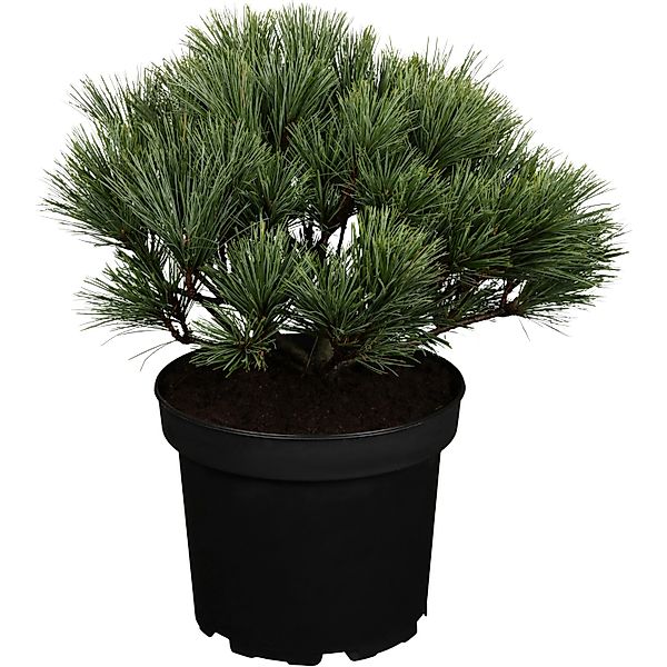 OBI Zwerg-Seiden-Kiefer Secrest Höhe ca. 20 - 30 cm Topf ca. 3,4 l Pinus günstig online kaufen