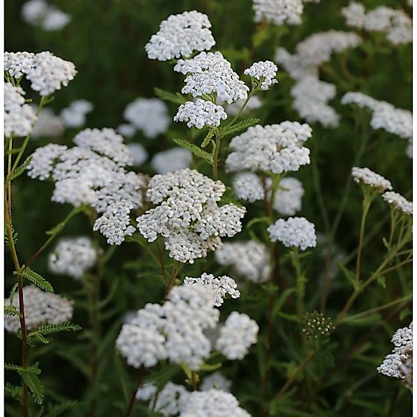 Schafgarbe White Beauty - Achillea millefolium günstig online kaufen