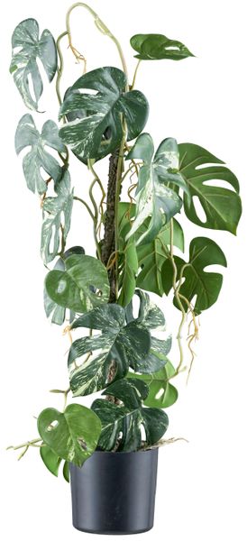 Creativ green Kunstpflanze "Philodendron varigata" mit verschlungenem Stamm günstig online kaufen