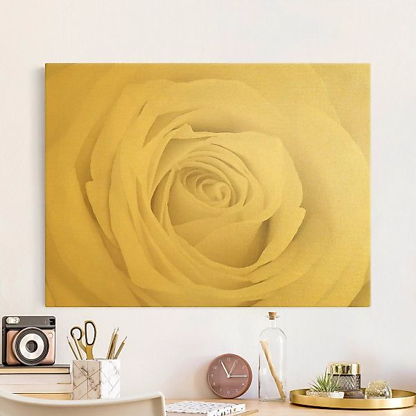 Leinwandbild Pretty White Rose günstig online kaufen