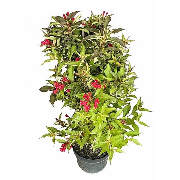 Baumfink Weigelie Red Prince als Topfpflanze 60-100cm günstig online kaufen