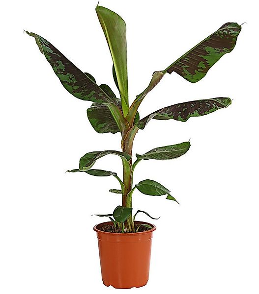 Dehner Zimmerpflanze Banane Dwarf Cavendish, Musa acuminata, ca. 60-70 cm, günstig online kaufen