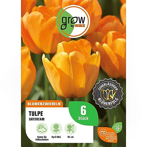 GROW by OBI Tulpe Daydream Orange 6 Stk Tulipa Darwin hybrid Daydream günstig online kaufen
