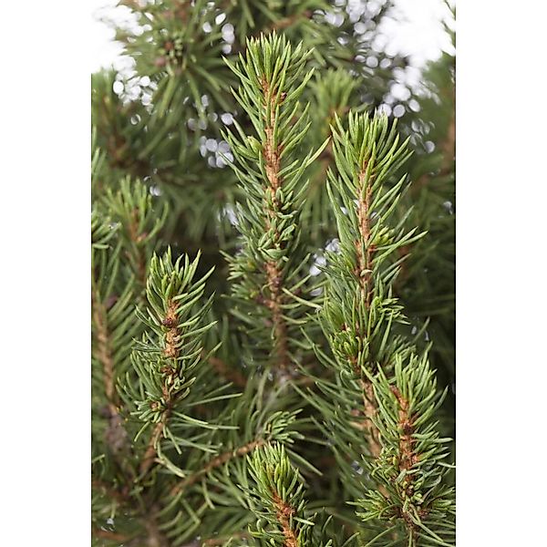 Picea Glauca Zuckerhut Zuckerhutfichte Kompakt 20–25 cm günstig online kaufen