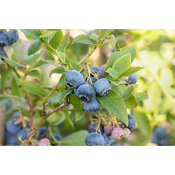 Vaccinium Corymbosum Bluecrop Heidelbeere 40–60 Cm Ertragreich günstig online kaufen