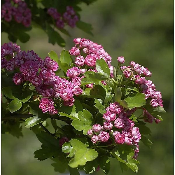 Echter Rotdorn Paul Scarlet 125-150cm - Crataegus,aevigata günstig online kaufen