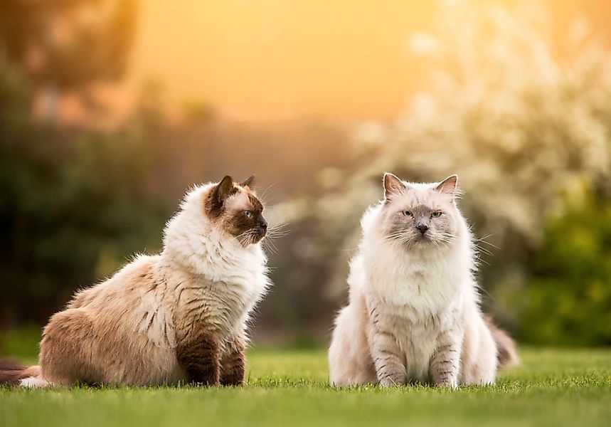 Papermoon Fototapete "Katzen" günstig online kaufen