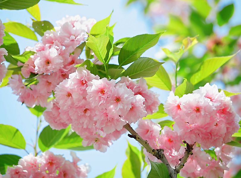 Papermoon Fototapete "Sakury Cherry Blossom" glatt günstig online kaufen
