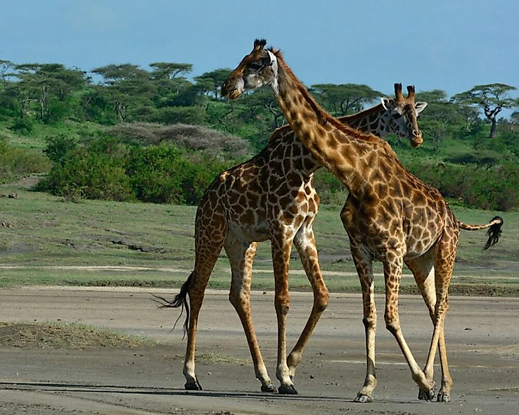 Fototapete "Giraffepaar" 4,00x2,50 m / Glattvlies Brillant günstig online kaufen