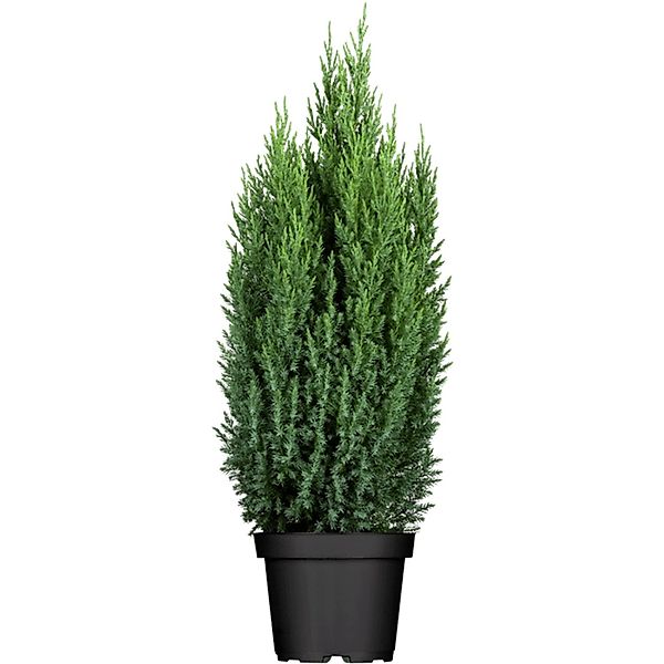 Juniperus Chinensis Stricta Chinesischer Wacholder 40–50 cm günstig online kaufen