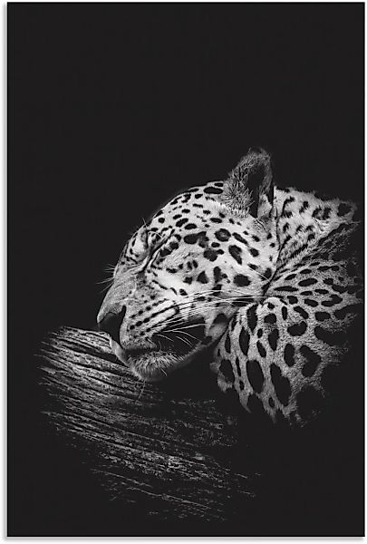 Artland Wandbild »Der schlafende Jaguar«, Wildtiere, (1 St.) günstig online kaufen