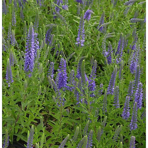 Polsterveronika Blauteppich - Veronica spicata günstig online kaufen