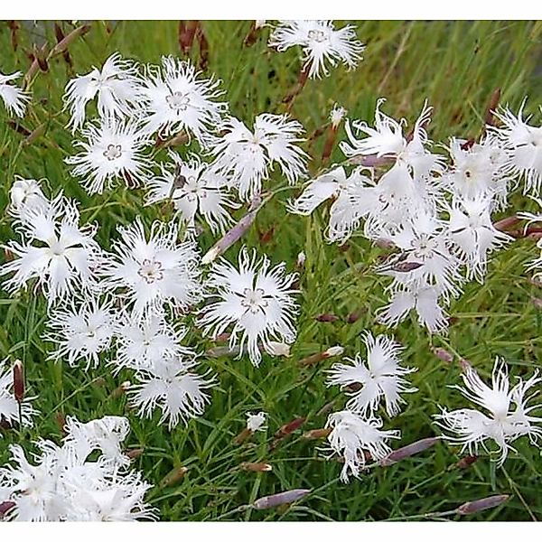 Sandnelke - Dianthus arenarius günstig online kaufen