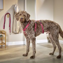 Wolters Hunde-Geschirr Geschirr Soft & Safe günstig online kaufen