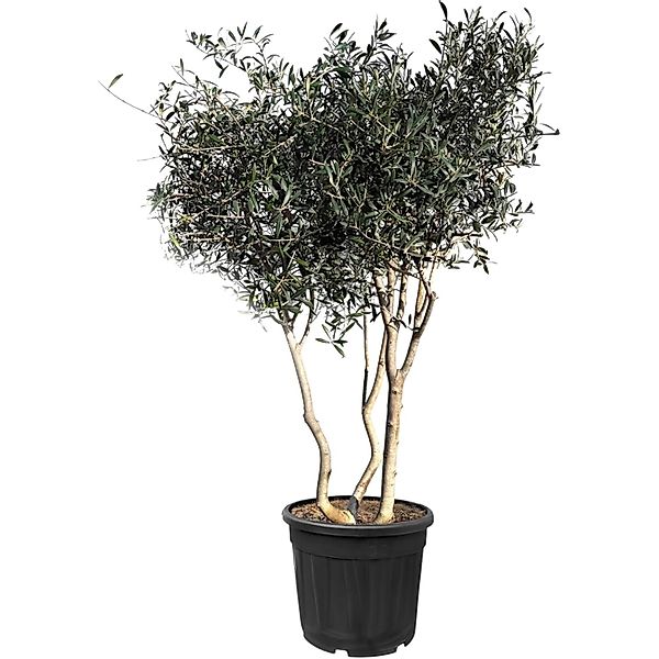 Sunny-Tree  Mehrstämmiger Olivenbaum Olea Europaea In Strauchform Busch 180 günstig online kaufen