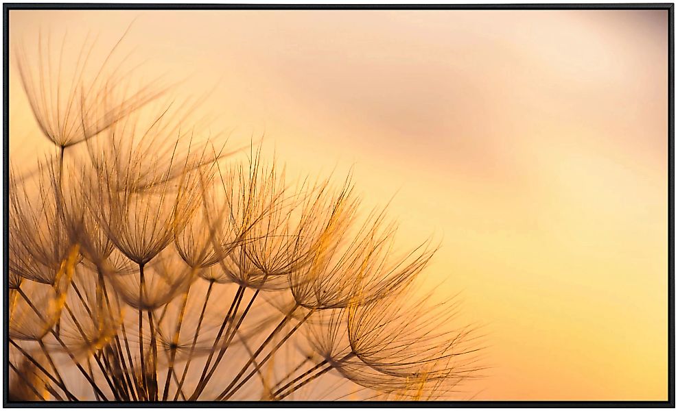 Papermoon Infrarotheizung »Löwenzahn Sonnenuntergang«, sehr angenehme Strah günstig online kaufen