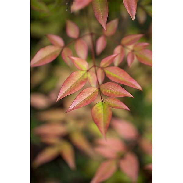 Nandina Domestica Himmelsbambus Immergrün 40–60 cm günstig online kaufen