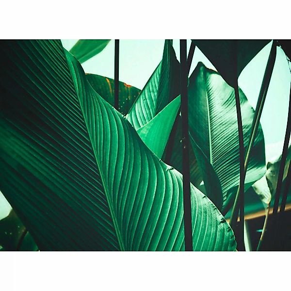 Fototapete Blätter Palmen Grün Weiß 3,50 m x 2,55 m FSC® günstig online kaufen