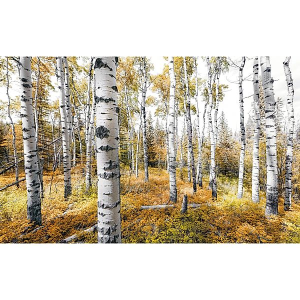 Vlies Fototapete Colorful Aspenwoods 450x280 cm günstig online kaufen