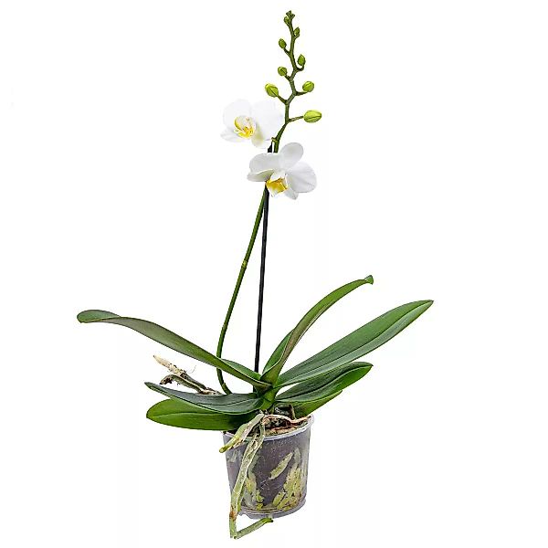 Casa Caron | Orchidee Phalaenopsis günstig online kaufen