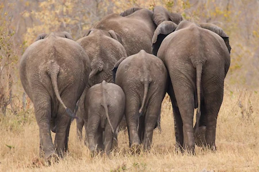 Papermoon Fototapete »Elefanten gehen weg« günstig online kaufen