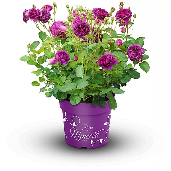 GROW by OBI Beetrose Minerva Violett gefüllt Topf ca. 6 l günstig online kaufen
