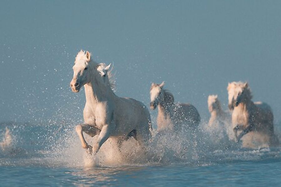 Papermoon Fototapete »Photo-Art ROSTOVSKIY ANTON, ANGELS VON CAMARGUE« günstig online kaufen