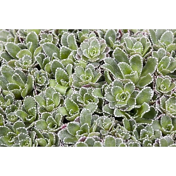 Saxifraga Paniculata Rispen Steinbrech Ca. 9x9 cm Topf günstig online kaufen