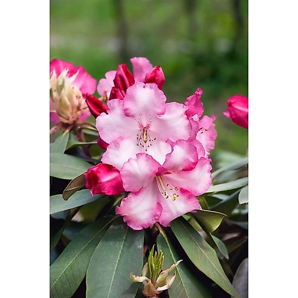 Rhododendron Lems Monarch Rhododendron Rosa-Rot 40–50 cm günstig online kaufen