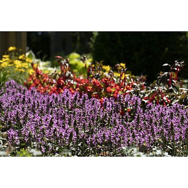 Stachys Officinalis Betonie Ca. 9x9 cm Topf günstig online kaufen