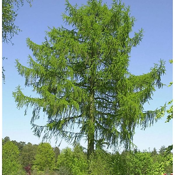 Europäische Lärche 100-125cm - Larix decidua günstig online kaufen