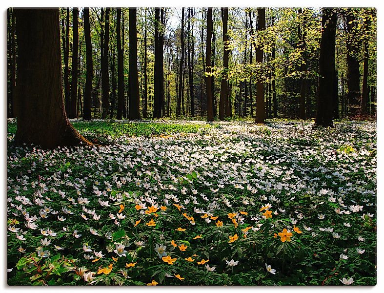 Artland Wandbild »Frühlingswald bedeckt mit Windröschen«, Wald, (1 St.), al günstig online kaufen