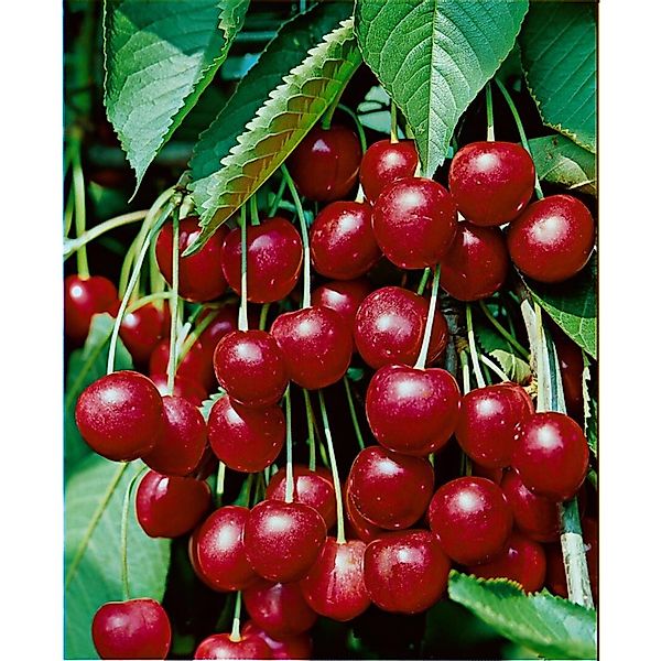 Prunus Avium Hedelfinger Riesenkirsche 150–200 cm Süß Saftig günstig online kaufen