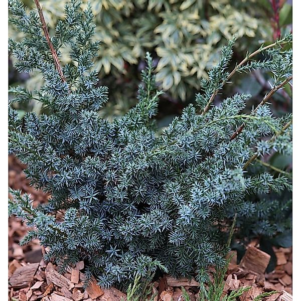 Strauchwacholder Blue Alps 30-40cm - Juniperus chinensis günstig online kaufen