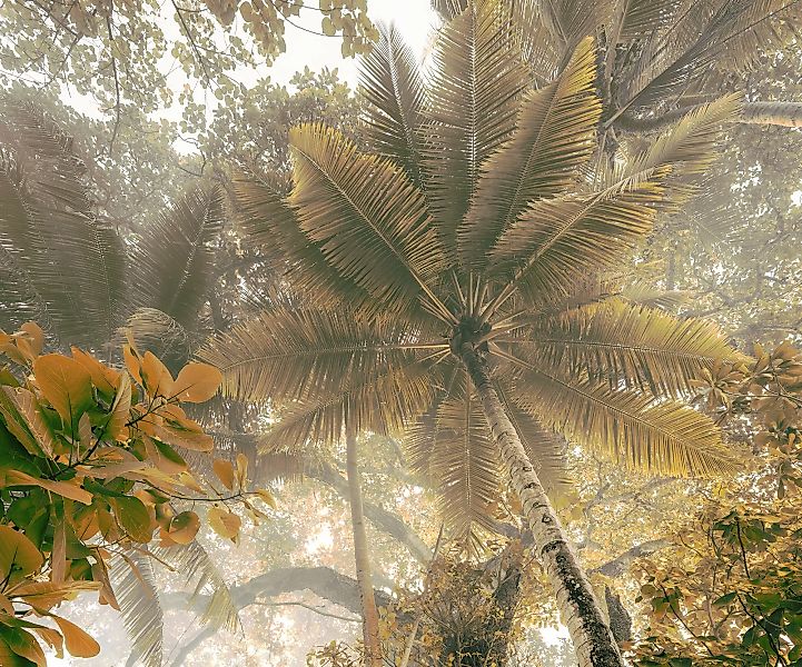 Komar Fototapete »Digitaldruck Vlies - Palms Panorama - Größe 300 x 250 cm« günstig online kaufen