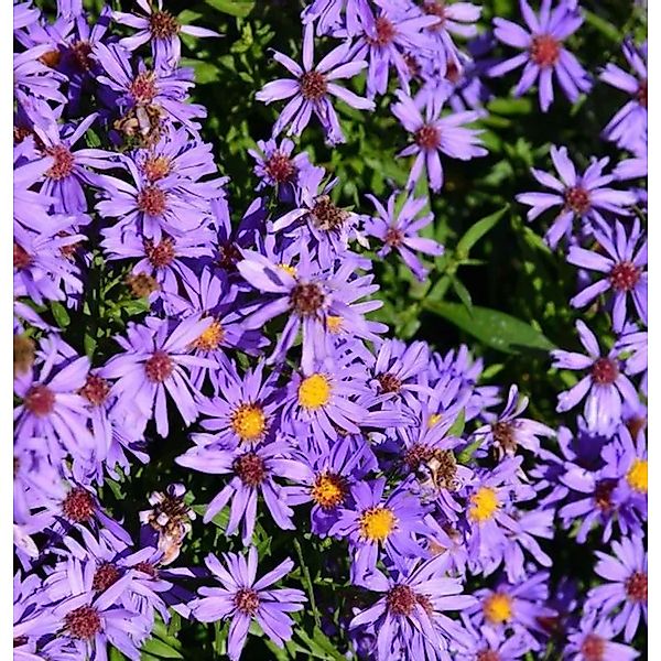 Kissenaster Herbstpurzel - Aster dumosus günstig online kaufen