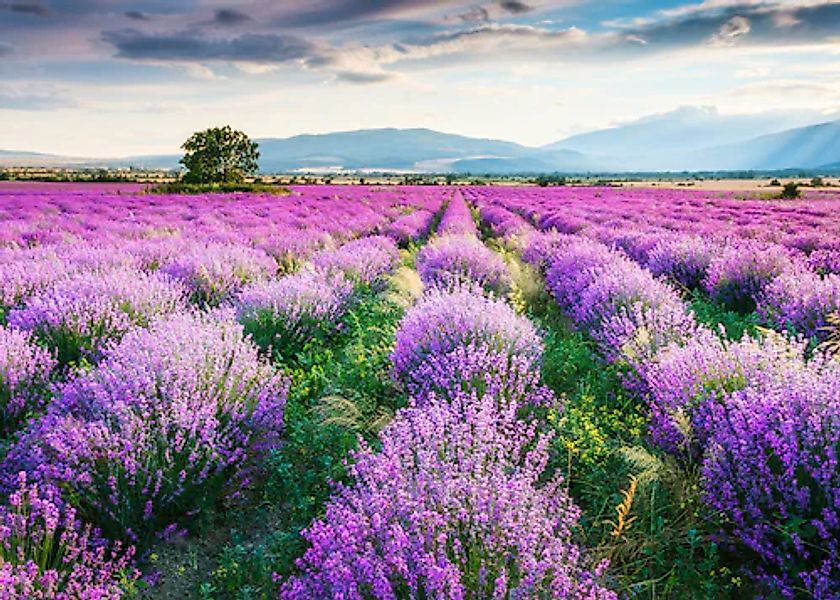Papermoon Fototapete »Lavende Garden« glatt günstig online kaufen