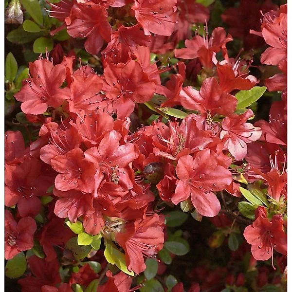 Japanische Azalee Rotstein 15-20cm - Rhododendron obtusum - Zwerg Alpenrose günstig online kaufen