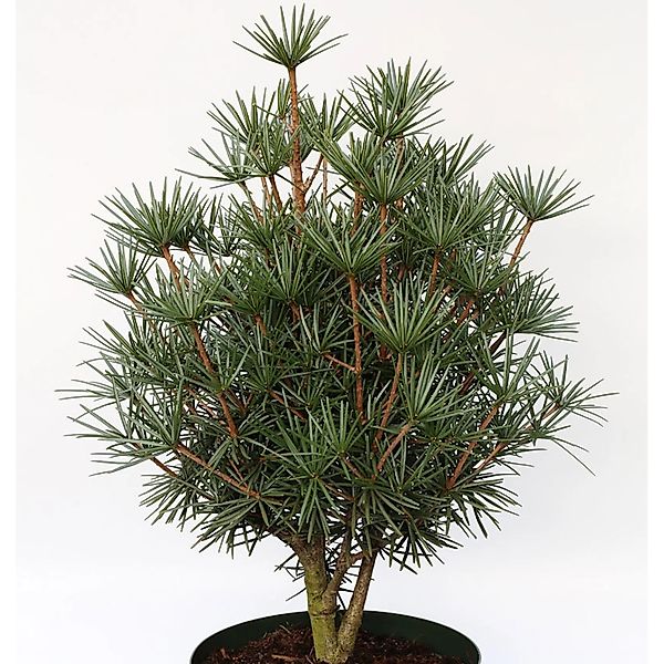 Japanische Zwerg Schirmtanne Kobito 20-25cm - Sciadopitys verticillata günstig online kaufen