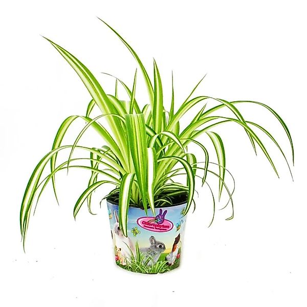 Exotenherz Zimmerpflanze Futterpflanze für Heimtiere Chlorophytum Vitalfutt günstig online kaufen