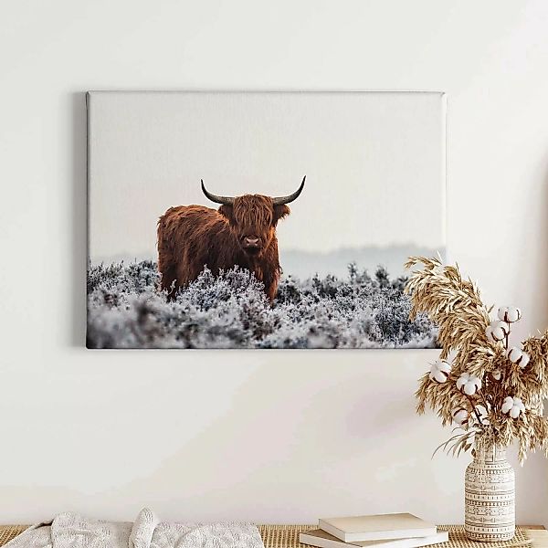 Bricoflor Leinwand Bild Mit Ochse In Feld Tier Wandbild Ideal Für Wohnzimme günstig online kaufen