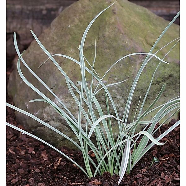 Zimmerknoblauch - Tulbaghia violacea günstig online kaufen