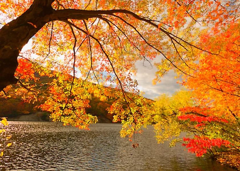 Papermoon Fototapete »Autumn Scenery« günstig online kaufen