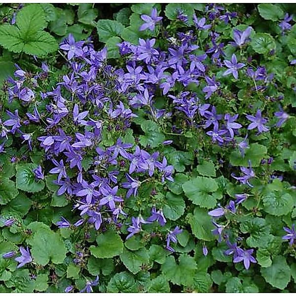 Glockenblume Trollkind - Campanula poscharskyana günstig online kaufen