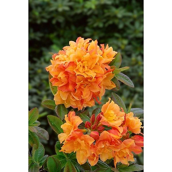 Rhododendron Luteum Csardas Gelb 40–50 cm günstig online kaufen